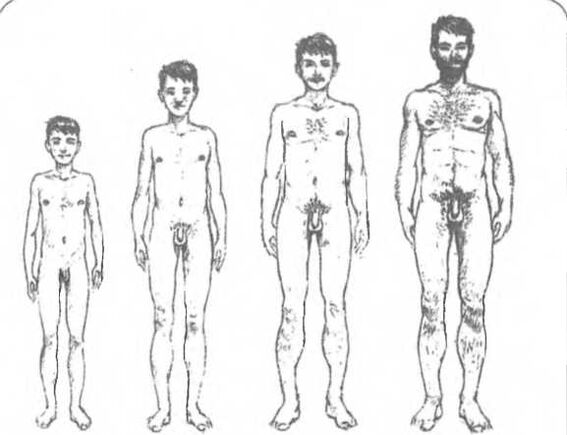 Μέγεθος πέους ανάλογα με την ηλικία